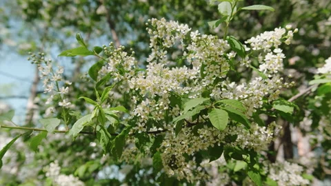 Branch with bird cherry blossoms sways in the wind. Spring nature background. Stock Footage 336365429