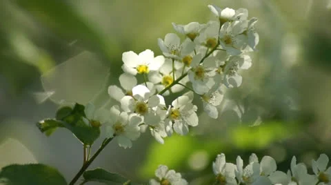 Branch of bird cherry Stock Footage 22673957