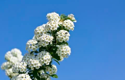 Branch of bird cherry Stock Photos