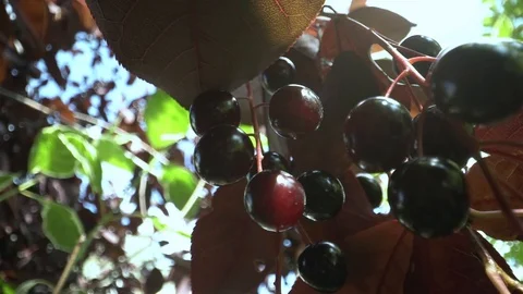 A branch of the bird cherry (Prunus padus) tree with ripe berries in the rays of Stock Footage 115766992