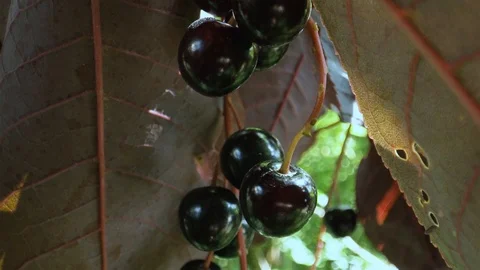 A branch of the bird cherry (Prunus padus) tree with ripe berries in the rays of Stock-Footage 115767060