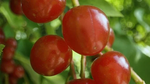 A branch of the bird cherry (Prunus padus) tree with ripe berries in the rays of Stock Footage 115767092