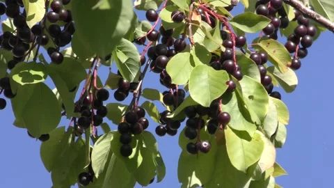 A branch of the bird cherry (Prunus padus) with ripe berries Stock Footage 138352972