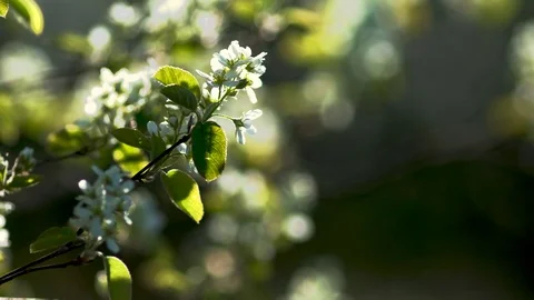 Branch of bird cherry with rebi of delicate flowers sways in wind. Spring Stock Footage 113047882