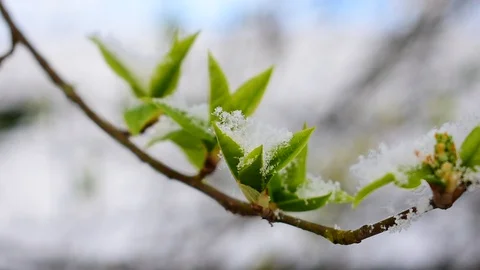 Branch of bird cherry with young leaves Stock Footage 128806097