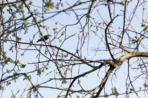 Branch. Bird. Spring Background. Sky Stock Photos