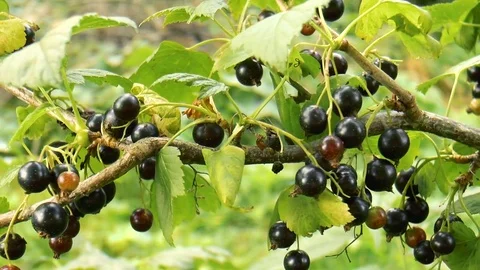 Branch of black currant Stock Footage 78310254