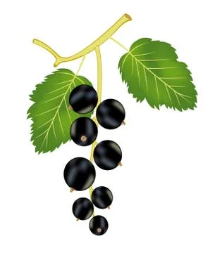 Branch of the black currant Stock Illustration