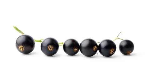 Branch of black currant Stock Photos