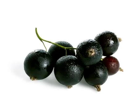 Branch of black currant Foto stock