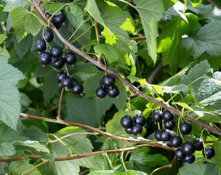 Branch of black currant. Stock Photos