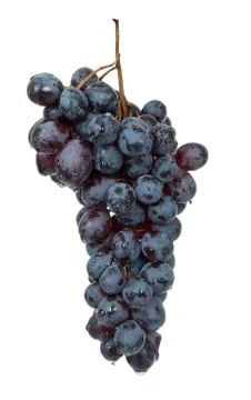 Branch of black grape Stock Photos