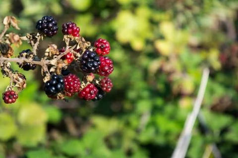 A branch of blackberries in the countryside Stock Photos