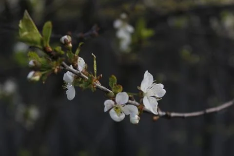 Branch. Bloom. White. Dark spring background Stock Photos