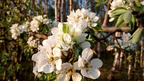 Branch of blooming apple tree close-up. Stock Footage 131375161