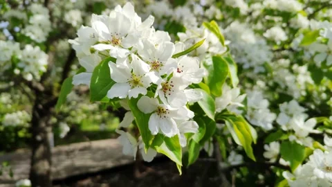A branch of a blooming apple tree in close-up. White blossoming flowers Vidéo 238949956