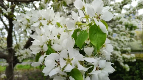 A branch of a blooming apple tree in close-up. The apple orchard is in bloom 스톡 동영상 239645390