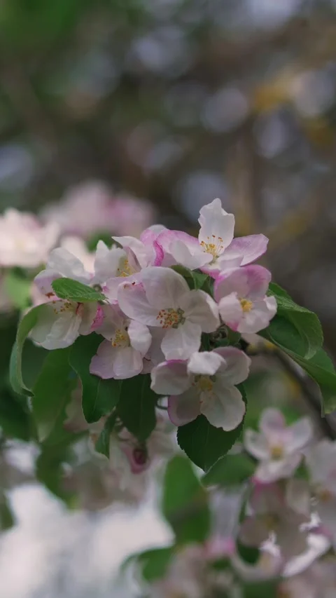 Branch of blooming apple tree close-up. Stock Footage 274535846