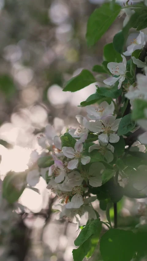 Branch of blooming apple tree close-up. Stock Footage 274535849