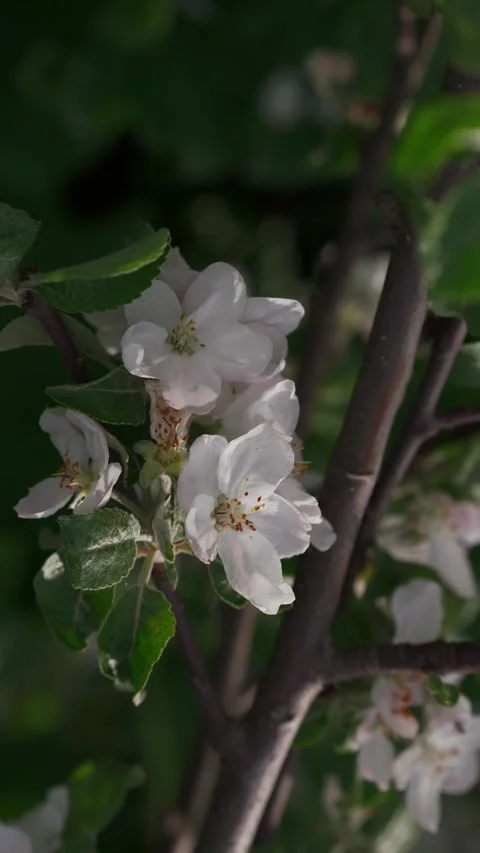 Branch of blooming apple tree close-up. Stock Footage 274536452