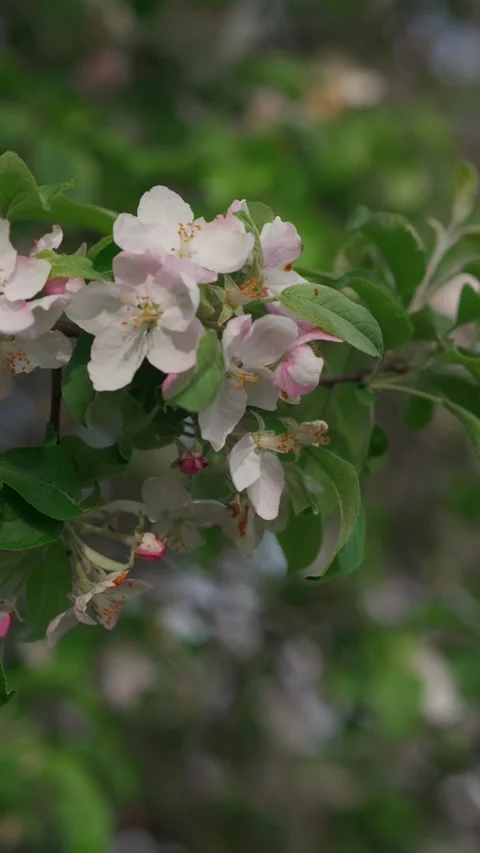 Branch of blooming apple tree close-up. Stock Footage 274536455