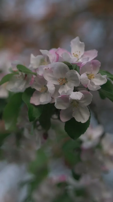 Branch of blooming apple tree close-up. Stock Footage 274536477