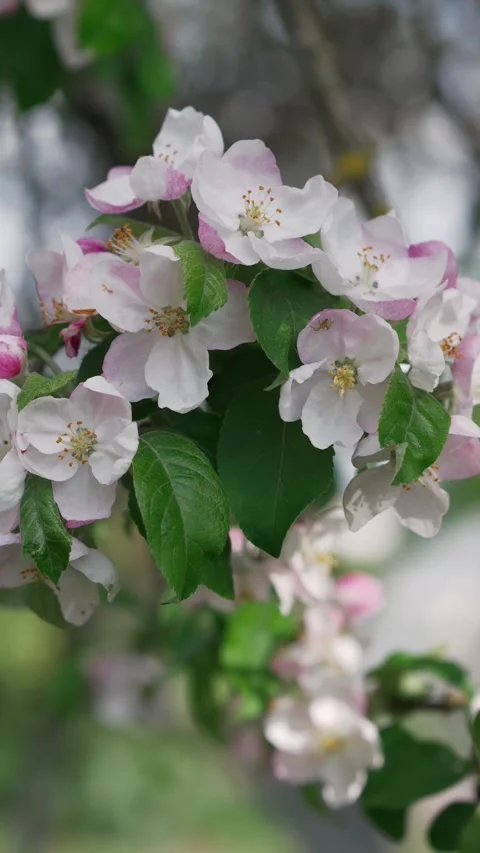 Branch of blooming apple tree close-up. Stock Footage 274536481