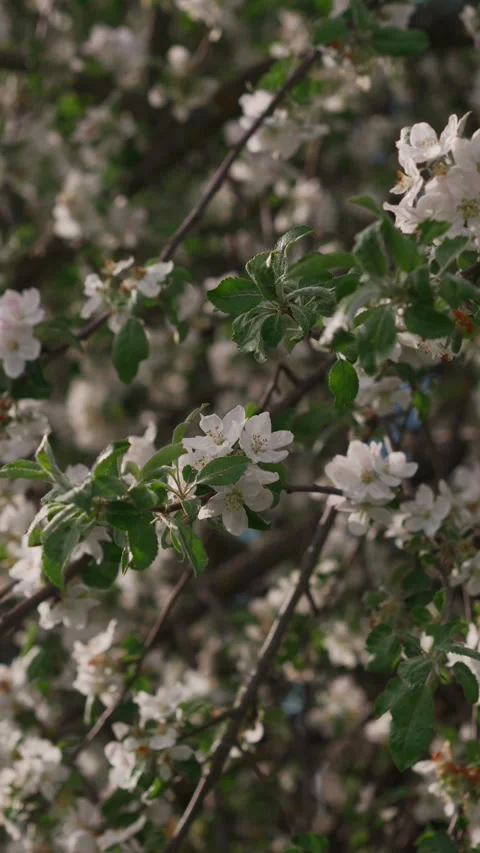 Branch of blooming apple tree close-up. Stock Footage 274536483