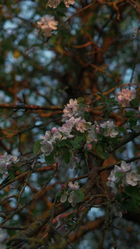 Branch of blooming apple tree close-up. Stock Footage 274536645