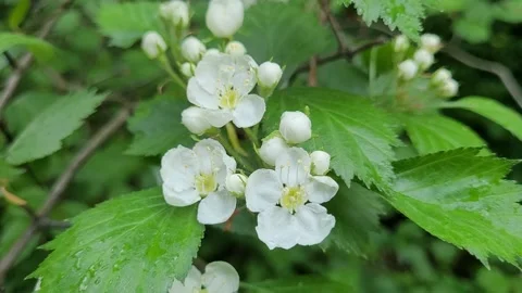 Branch of blooming apple tree close up Video stock 276100516