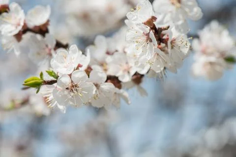 A branch of blooming apple tree in spring Foto stock