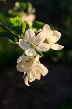 Branch of blooming apple tree in a spring orchard. Stock Photos
