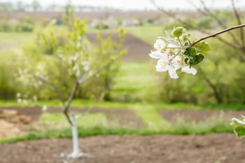 Branch of blooming apple tree in a spring orchard. Foto stock
