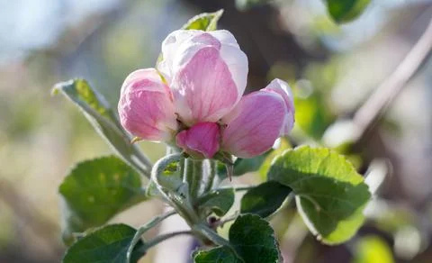 Branch of blooming apple tree in a spring orchard. Stock Photos