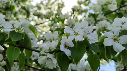 A branch of a blooming apple tree sways in the wind Stock Footage 193023605