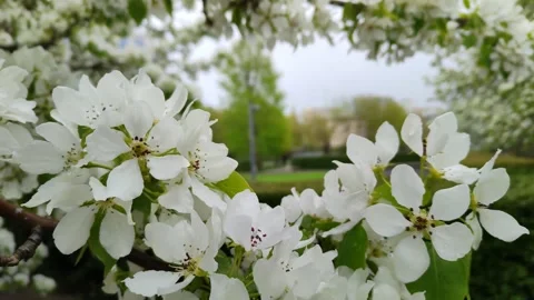Branch of blooming apple tree sways in the wind. Beautiful white apple blossoms Stockbeeldmateriaal 194563589