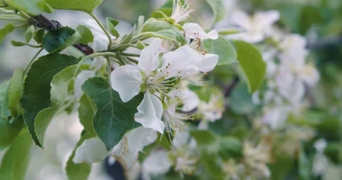 Branch of a blooming apple tree sways in the wind, white flowers, close up Stock Footage 197611729