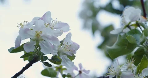 Branch of a blooming apple tree sways in the wind against the sky, close up Stock Footage 214259698