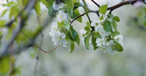 Branch of a blooming apple tree swing in the dropping rain, white flowers, close Stock Footage 201644252