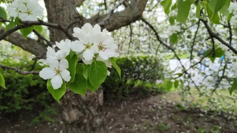 Branch of a blooming apple tree swinging in the wind Video stock 194188765