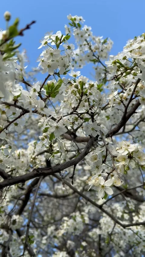 Branch of blooming apple tree. White small almond tree flower Stock Footage 276741206