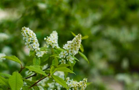 Branch of the blooming bird cherry Stock Photos