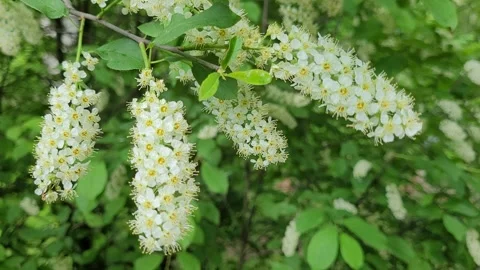 Branch of blooming bird cherry tree close up Stock Footage 276100513