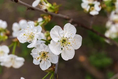 Branch of blooming cherry tree on a dark blurred background Stock Photos