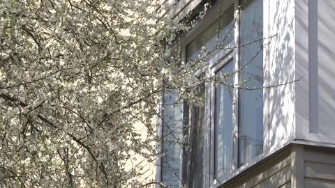Branch of blooming cherry tree on old window background. Stock Footage 129132137