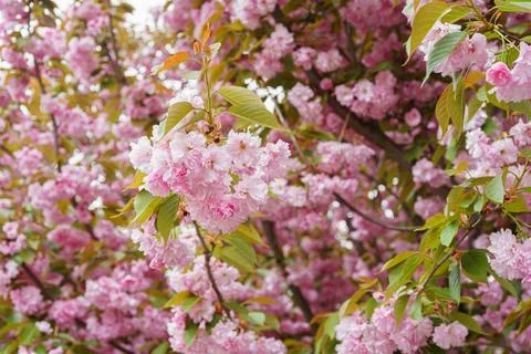 Branch of blooming cherry tree, pink sakura blossom flower on blue sky, spr.. Stock Photos