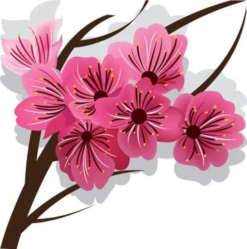 Branch of blooming cherry tree Sakura Stock Illustration