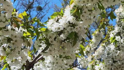 Branch of blooming cherry tree in sunny windy day Stock Footage 336973919