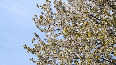Branch of blooming cherry tree in wind, fluttering petals in clear blue sky Stock Footage 107134122