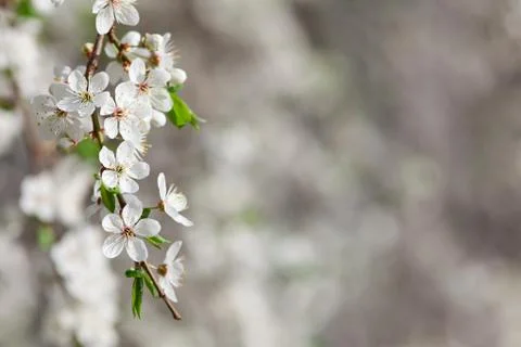 Branch of blooming fruit tree Stock Photos